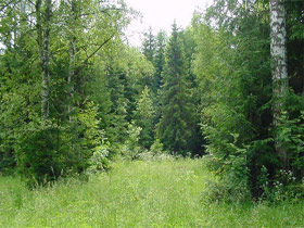 Лес. Фото www.psycon.ru (с)