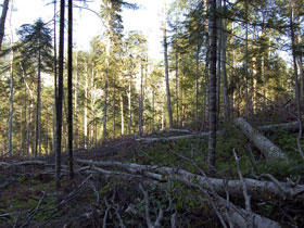 Вырубленный и брошенный лес в Кавказском заповеднике. Фото: Сурен Газарян