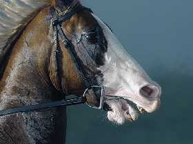 Лошадь. Фото с сайта: dayosh.ru 