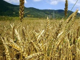 Поле пшеницы, фото http://www.agro.ru