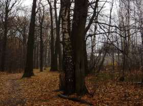 Лес в Балашихе. Фото Ильи Порвина