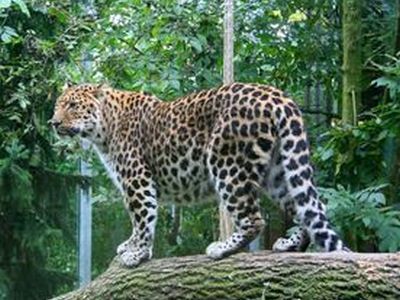 Национальный парк "Земля леопардов". Фото с сайта postsovet.ru