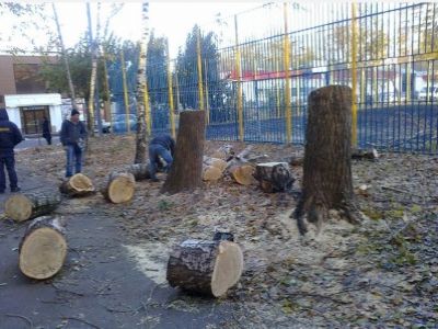 Спиленные деревья. Фото: Анна Николаева, ВКонтакте