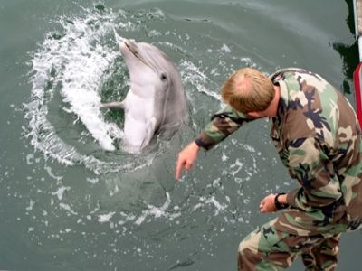 Военные дельфины. Фото: officers.kiev.ua