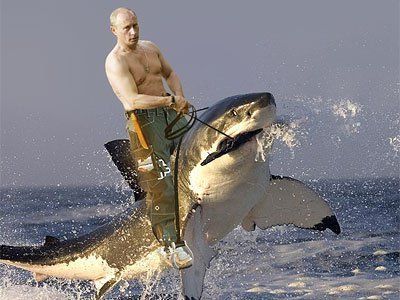 Путин на акуле. Источник: https://mlkshk.com/p/5AI8