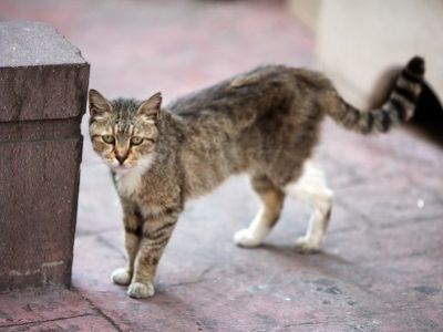 Бездомная кошка. Источник - ru.warriors-cats.wikia.com