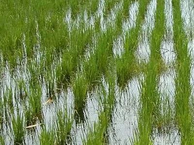 Рисовое поле. Фото: Kafanews.com