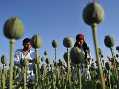 Сбор опиума-сырца в маковом поле. Фото: AFP PHOTO/ Noorullah Shirzada
