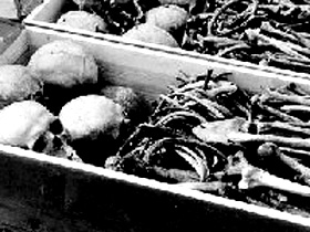 Черепа и кости в гробах. Фото с сайта orakul.ru (С)